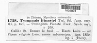 Tympanis pinastri image